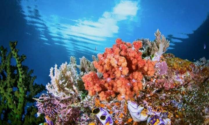Penginapan Kofiyau Sorong Exterior foto